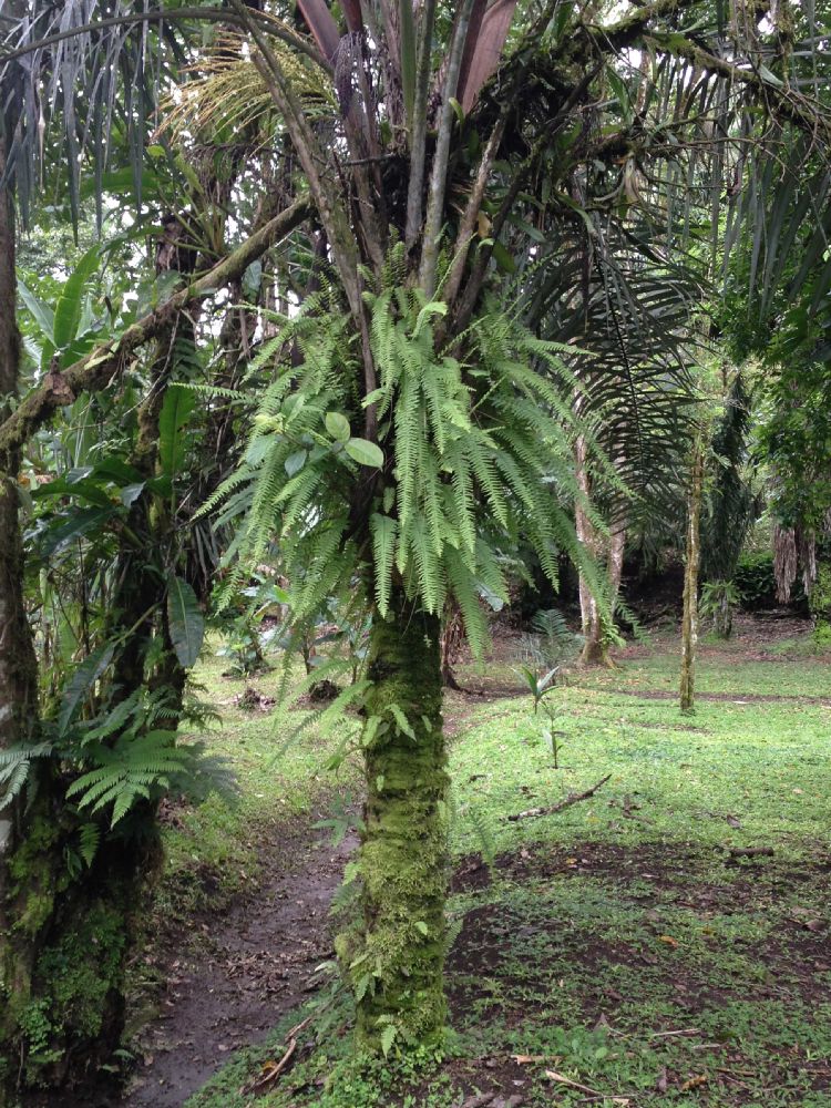 Nephrolepidaceae Nephrolepis undulata