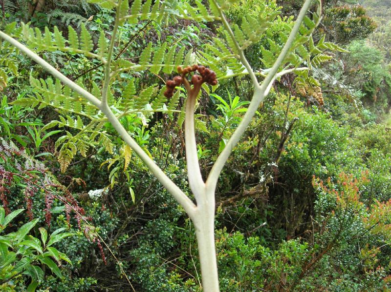 Dennstaedtiaceae Hypolepis zimmerae