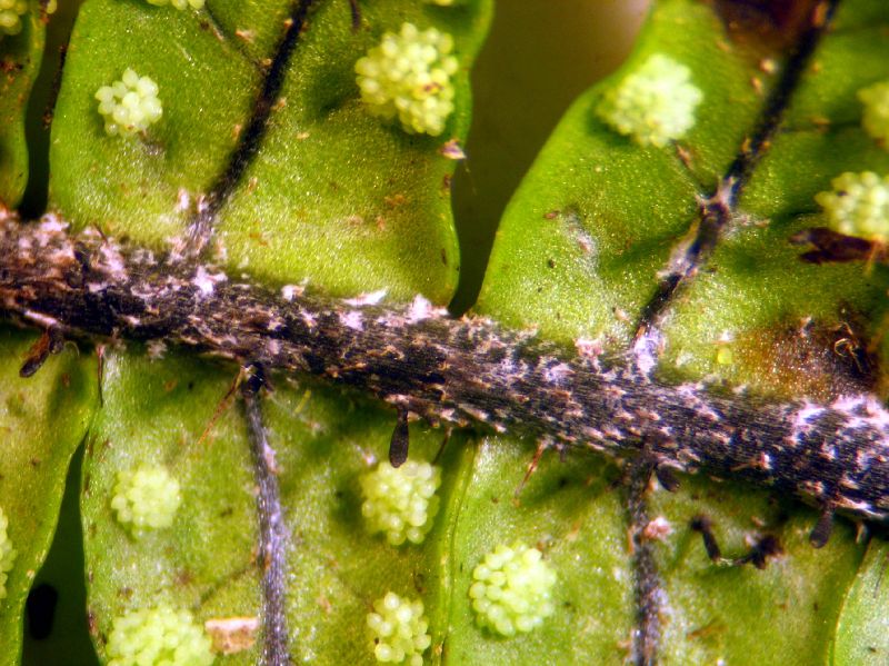 Grammitidaceae Terpsichore zeledoniana
