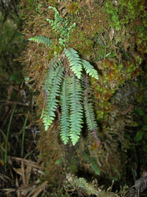Grammitidaceae Terpsichore subscabra