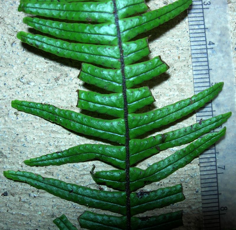 Grammitidaceae Terpsichore zeledoniana