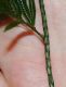 image of Selaginella anceps