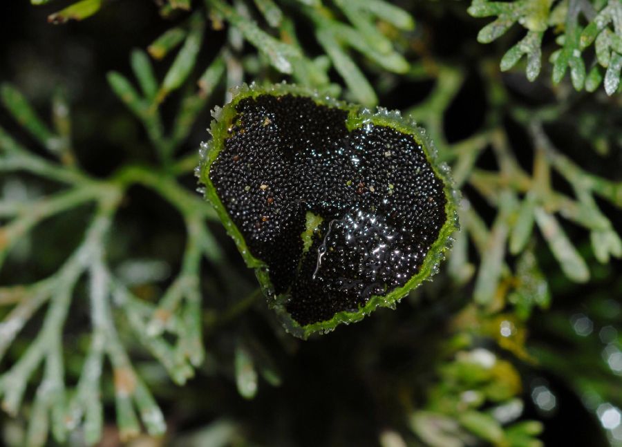 Dryopteridaceae Elaphoglossum peltatum