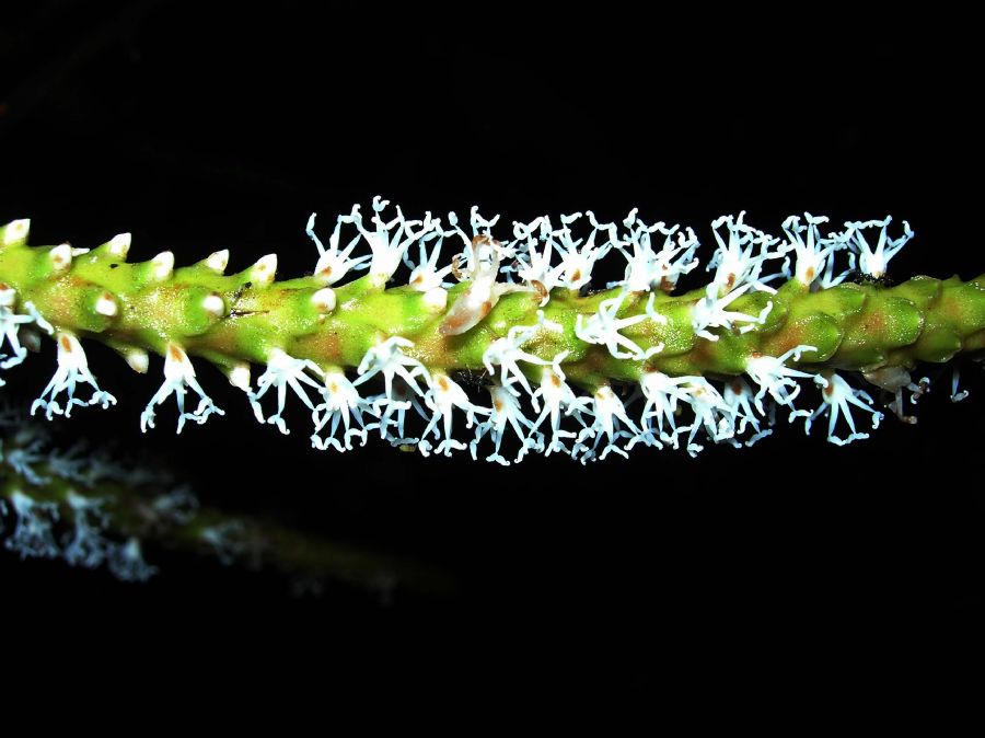 Arecaceae Asterogyne martiana