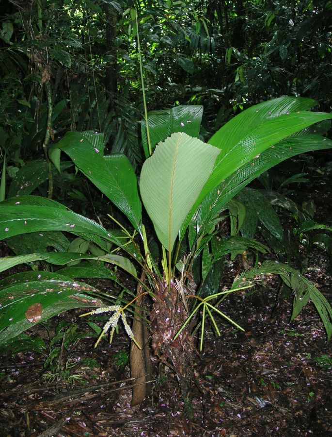 Arecaceae Asterogyne martiana