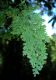 image of Hymenophyllum polyanthos