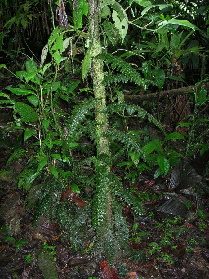 Hymenophyllaceae Trichomanes collariatum