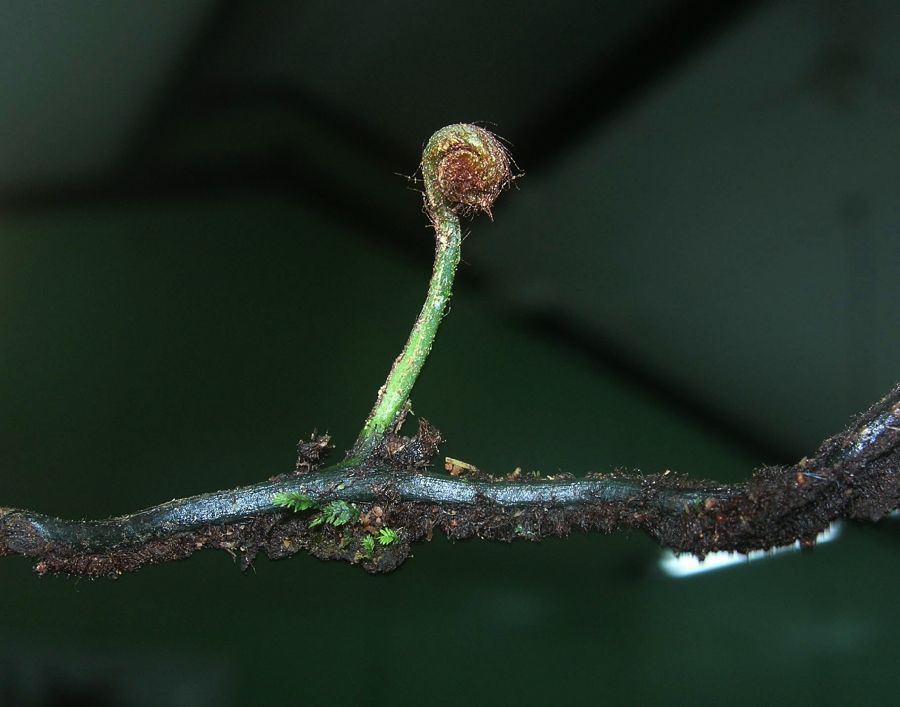 Hymenophyllaceae Vandenboschia collariatum