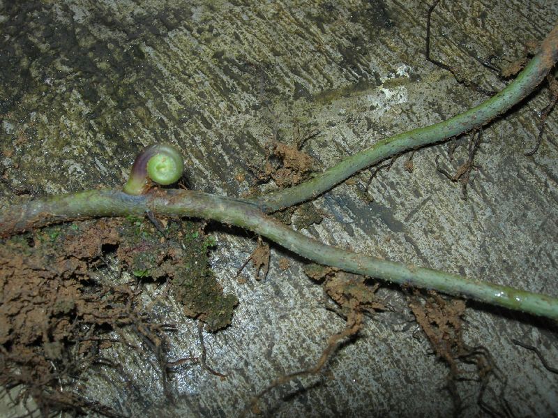 Gleicheniaceae Gleichenella pectinata