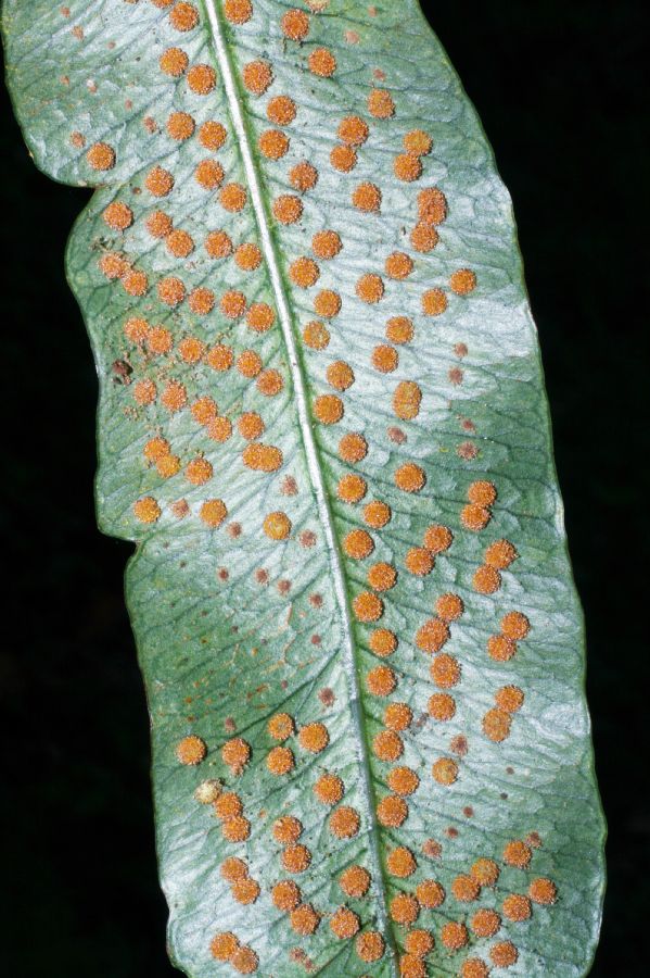 Polypodiaceae Campyloneurum amphostenon