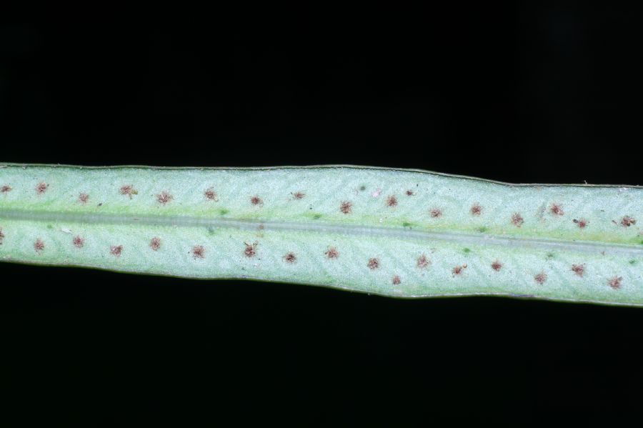 Polypodiaceae Campyloneurum angustifolium