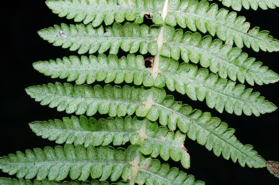 Thelypteridaceae Amauropelta 