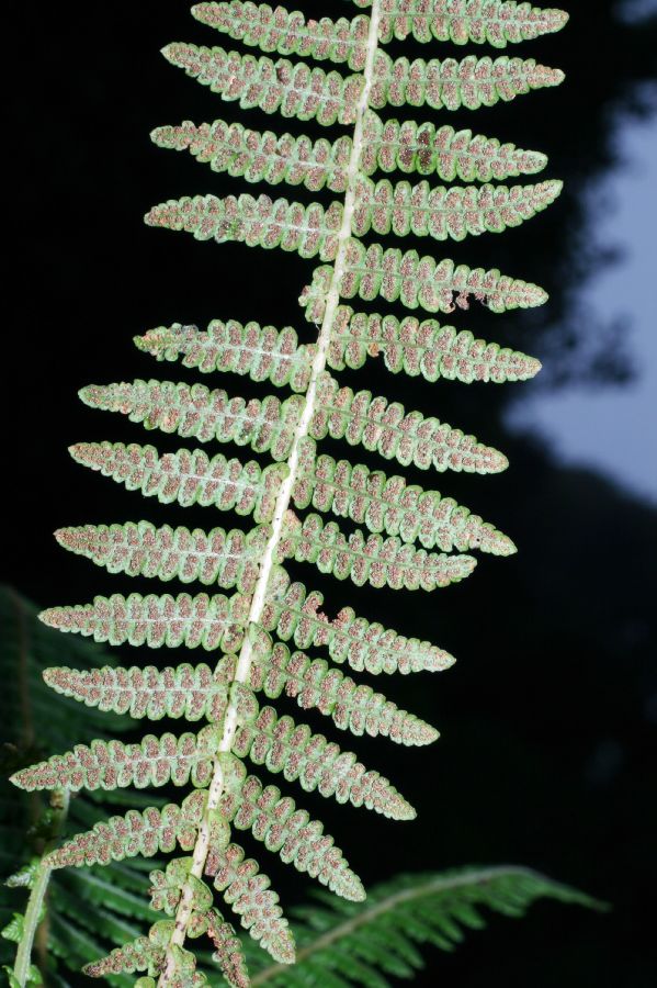 Thelypteridaceae Amauropelta 