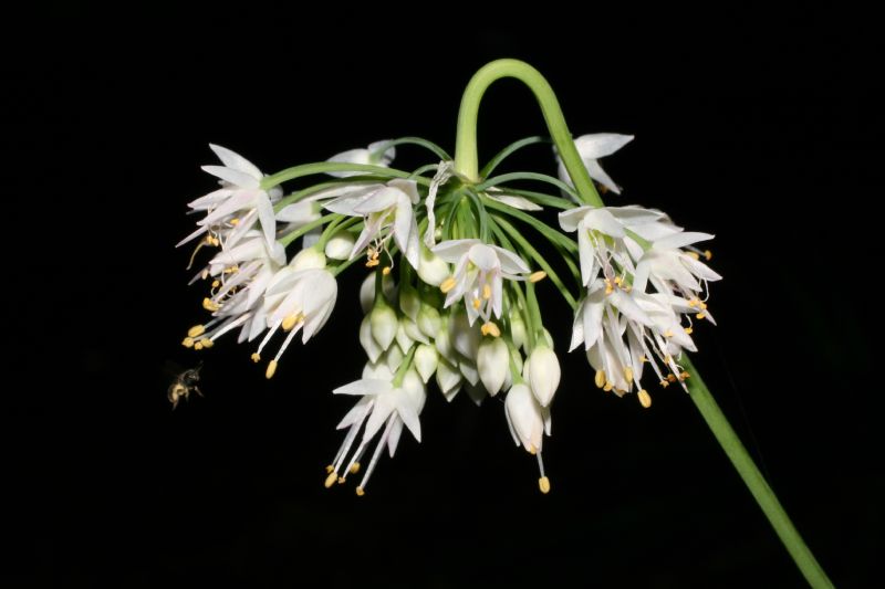 Amaryllidaceae Allium cernuum
