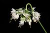 image of Allium cernuum