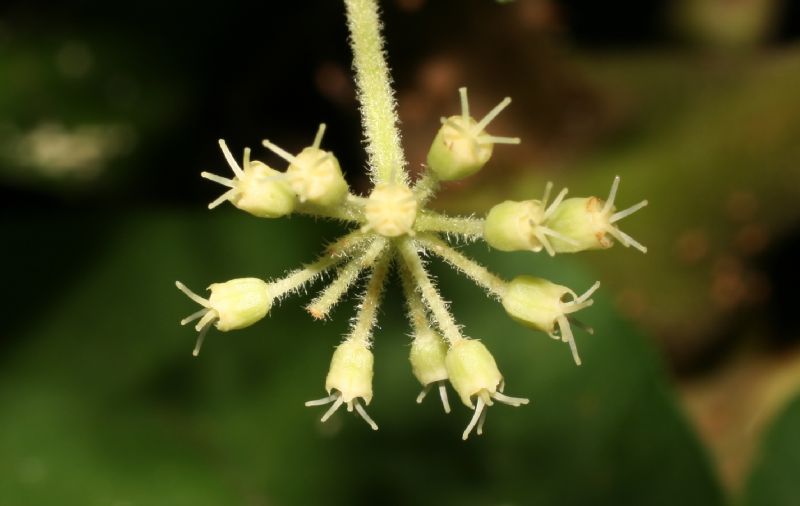 Araliaceae Aralia spinosa