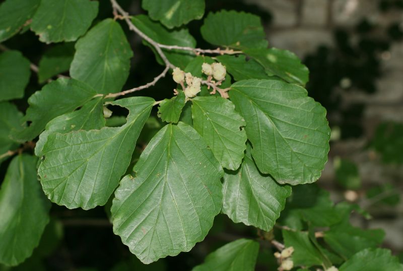 Hamamelidaceae Hamamelis vernalis