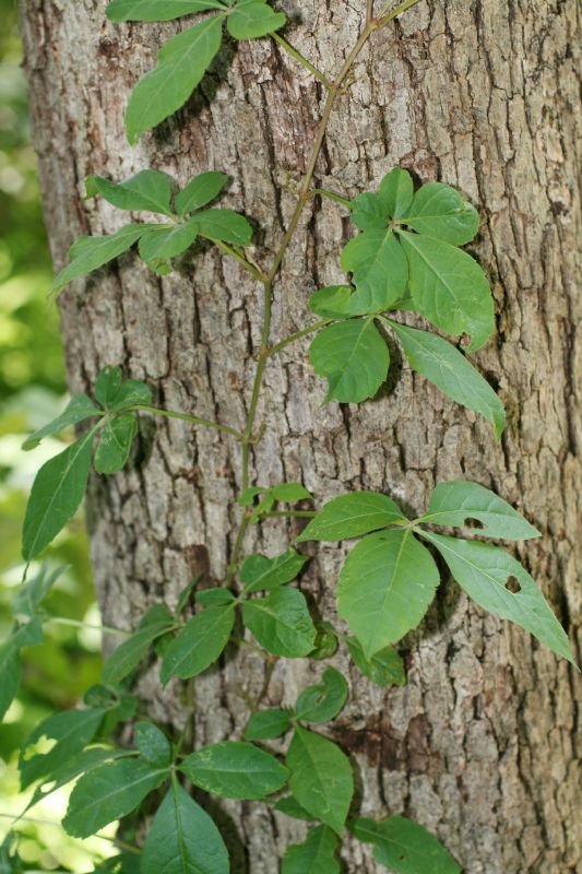 Vitaceae Parthenocissus quinquefolia