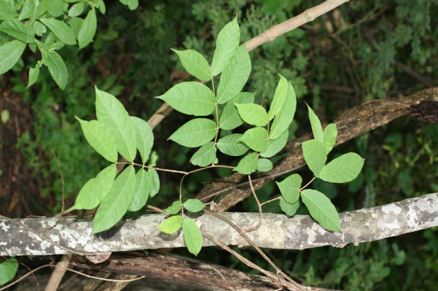 Apocynaceae Forsteronia 