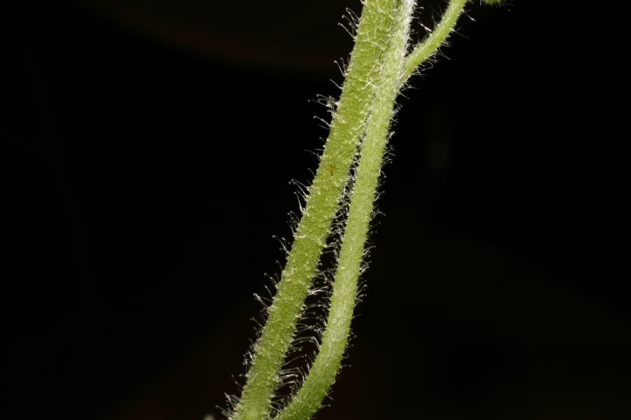 Loasaceae Gronovia scandens