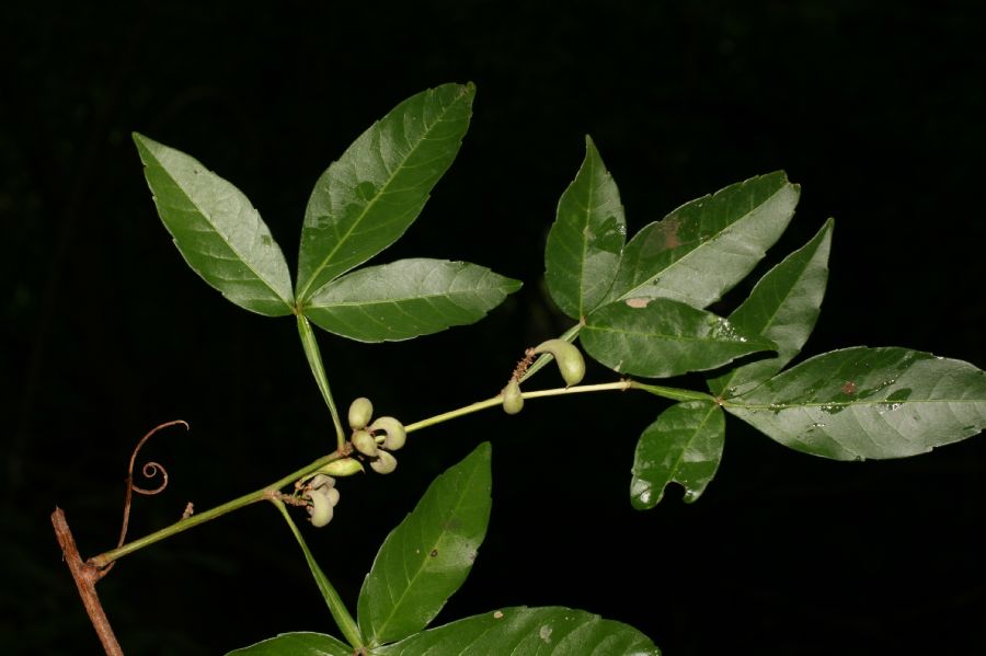 Sapindaceae Paullinia cururu