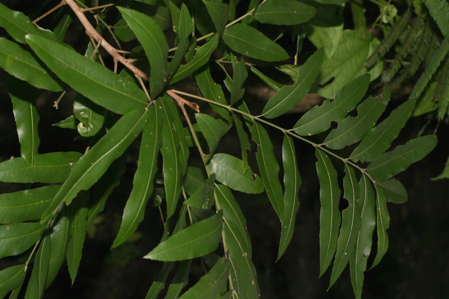 Sapindaceae Thouinidium decandrum
