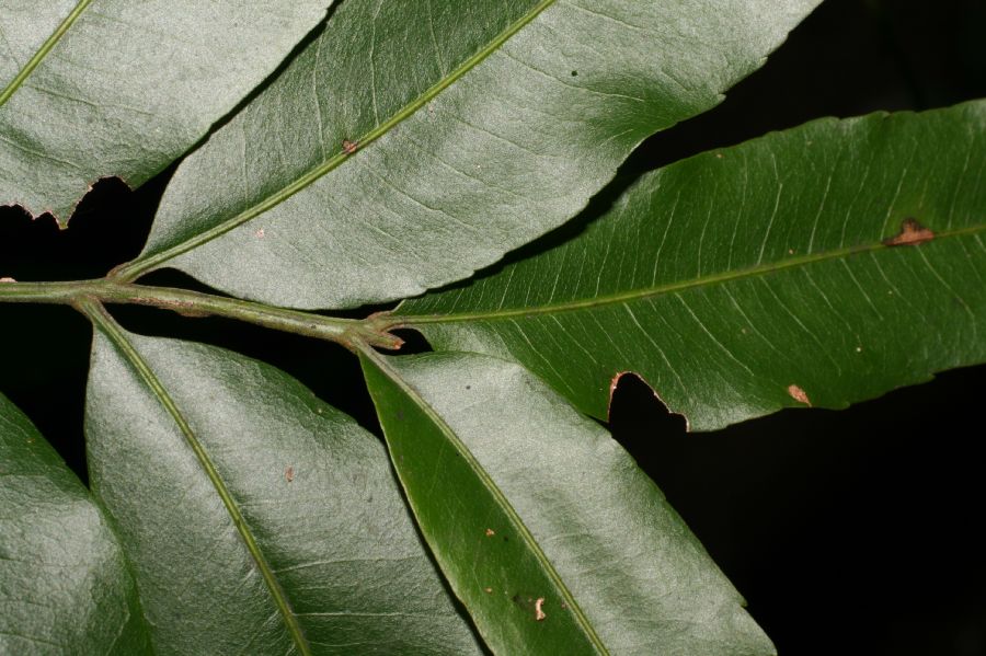 Sapindaceae Thouinidium decandrum