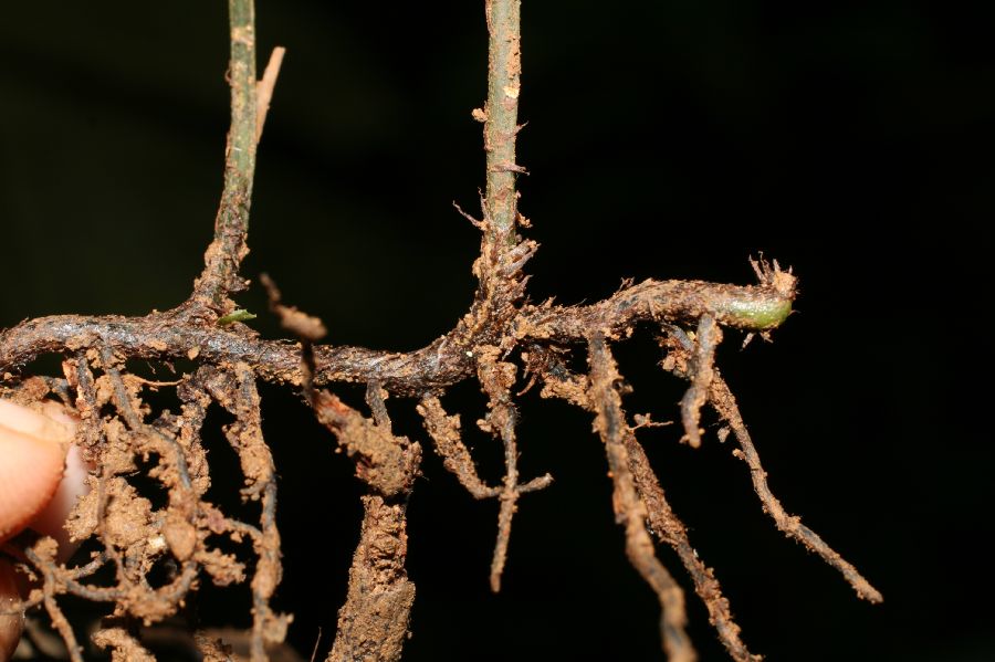 Dryopteridaceae Mickelia nictotianifolia