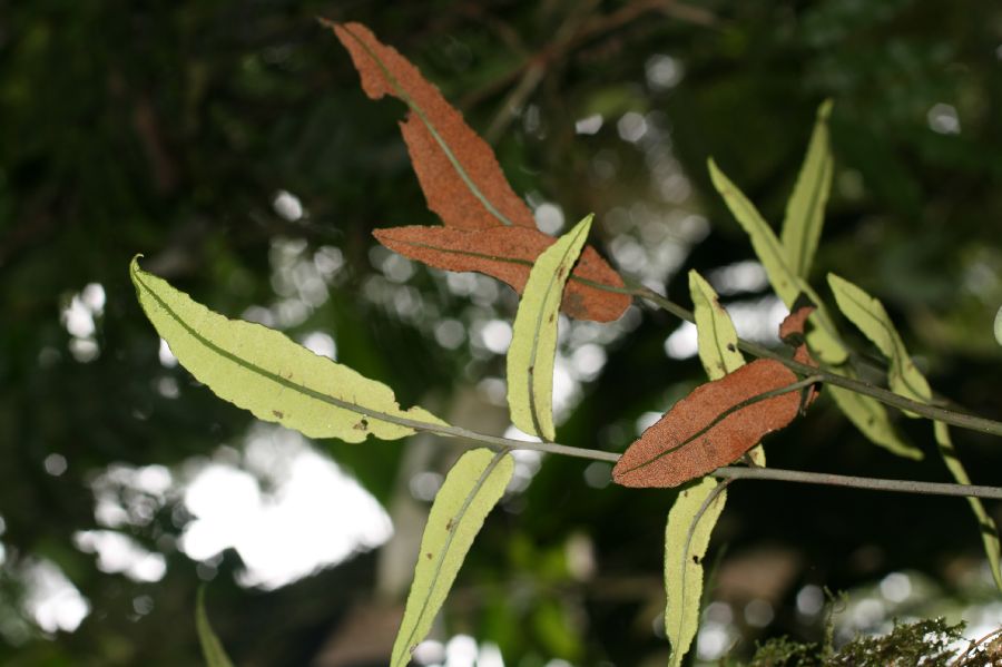 Dryopteridaceae Mickelia nictotianifolia