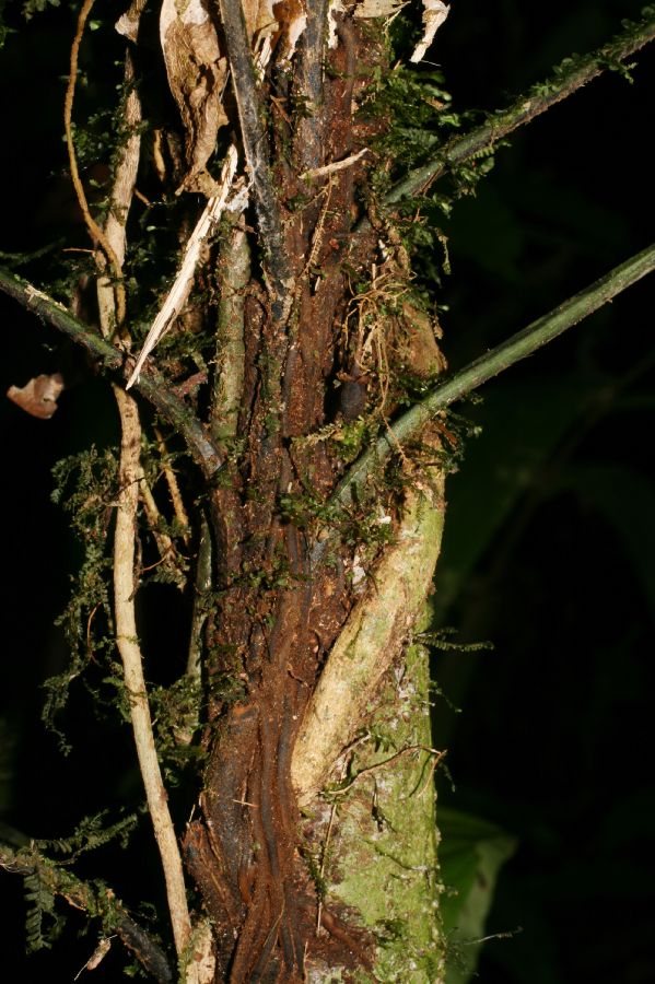 Dryopteridaceae Mickelia nictotianifolia