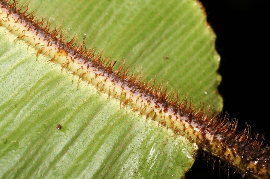 Dryopteridaceae Elaphoglossum bakeri