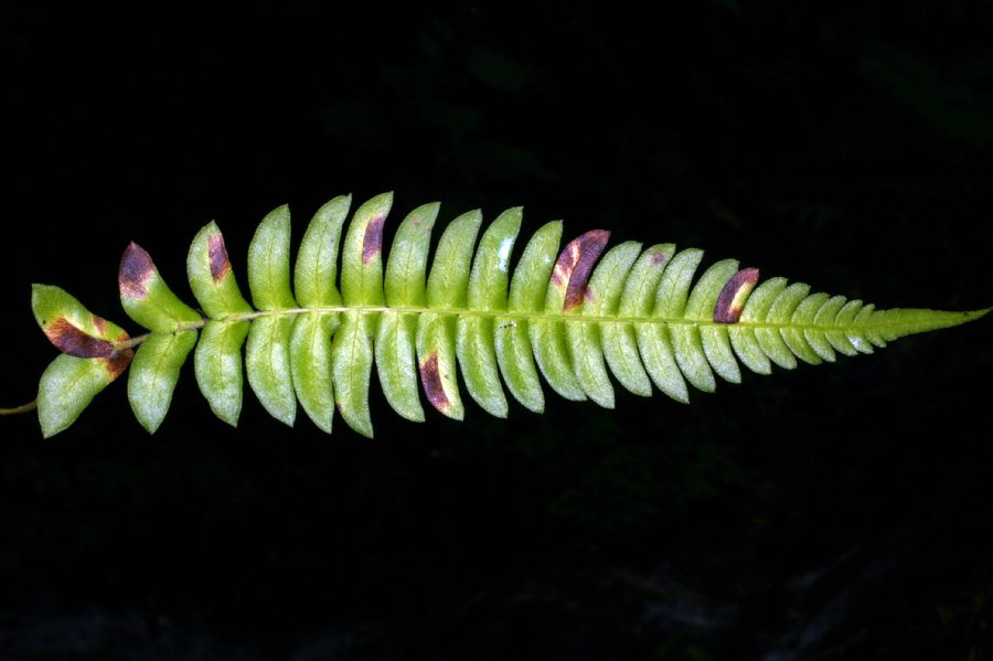 Blechnaceae Blechnum appendiculatum
