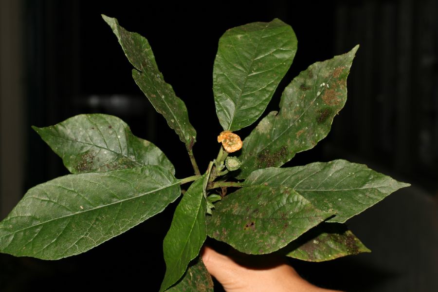 Moraceae Dorstenia choconiana