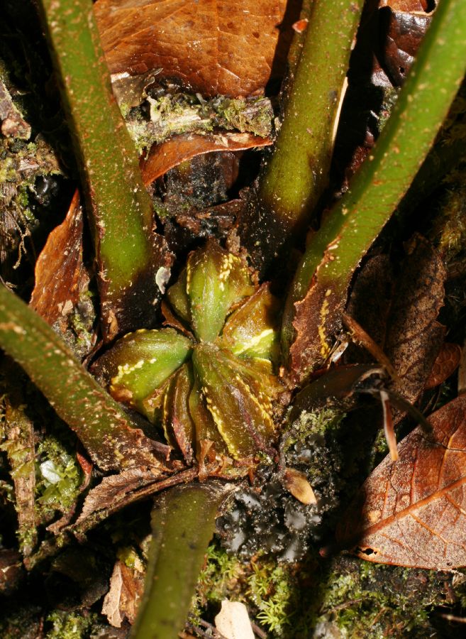 Plagiogyriaceae Plagiogyria semicordata
