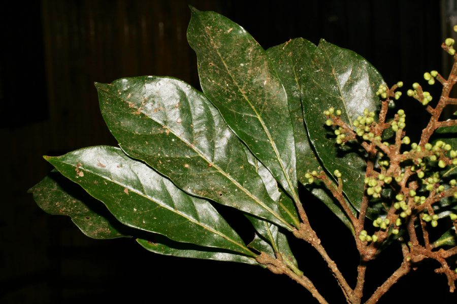 Sabiaceae Meliosma irazuensis