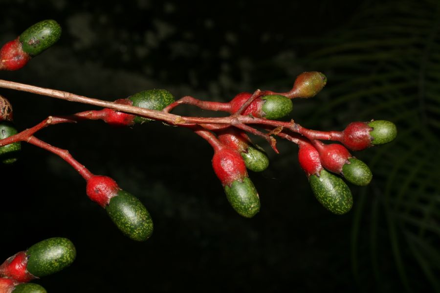Lauraceae Ocotea 