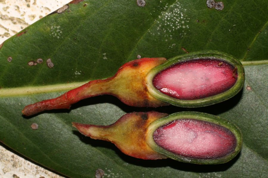 Lauraceae Ocotea 
