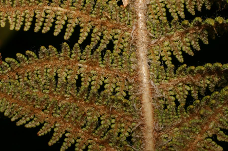 Dryopteridaceae Polystichum speciosissimum