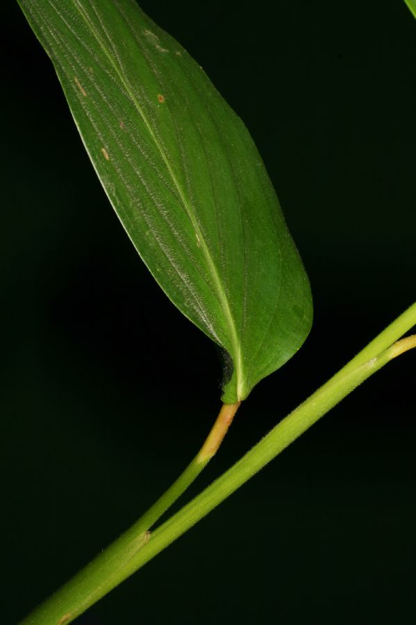 Marantaceae Maranta arundinacea