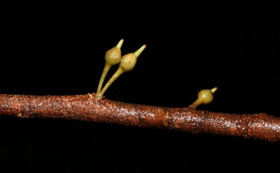 Sapotaceae Sideroxylon capiri