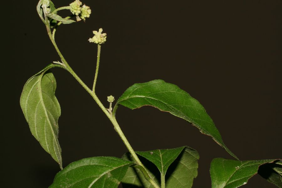 Cordiaceae Varronia 