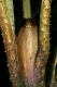 image of Cyathea planadae