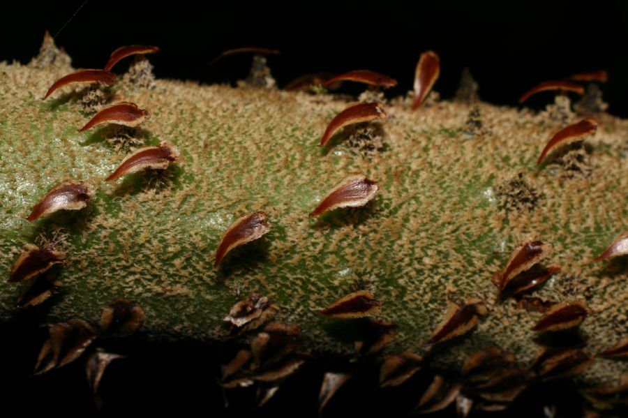 Cyatheaceae Cyathea planadae