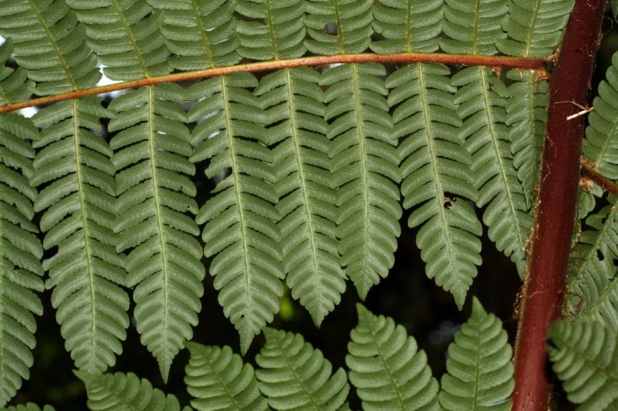 Cyatheaceae Cyathea pallescens