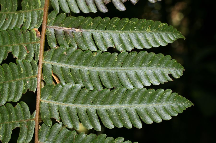 Cyatheaceae Cyathea pallescens