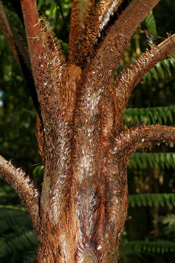 Cyatheaceae Cyathea 