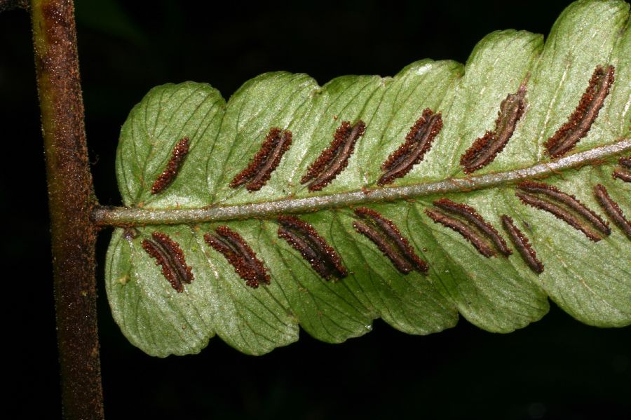 Athyriaceae Diplazium venulosum