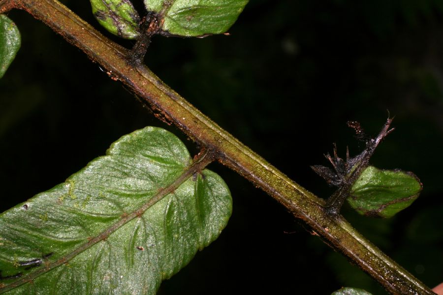 Athyriaceae Diplazium venulosum