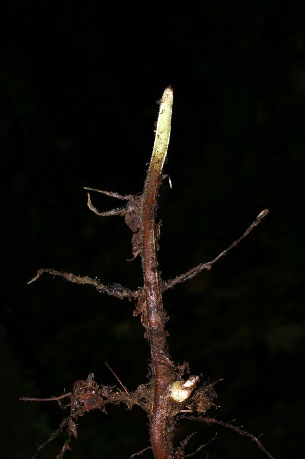 Dennstaedtiaceae Hypolepis 