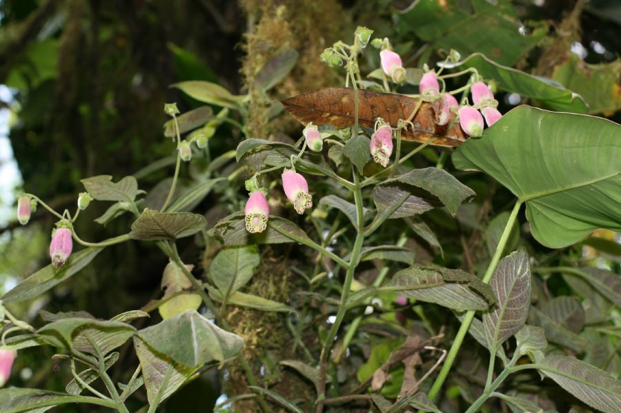 Gesneriaceae Gloxinia 